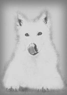 Swiss Shepherd dog 5 years