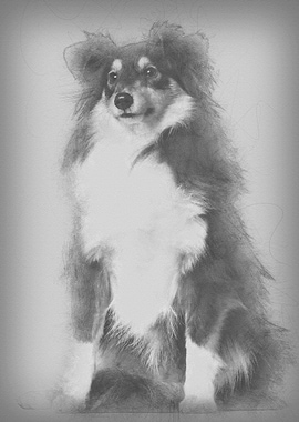 Shetland Sheepdog 1 year o