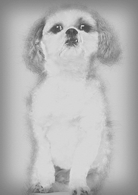 Shih Tzu 2 and a half year