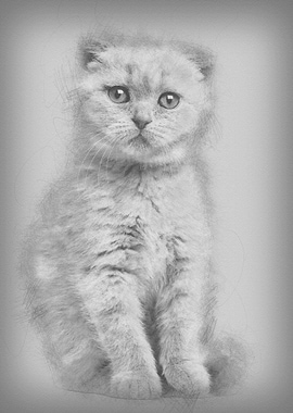 Portrait of Scottish Fold