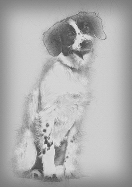 Mixedbreed dog sitting ag