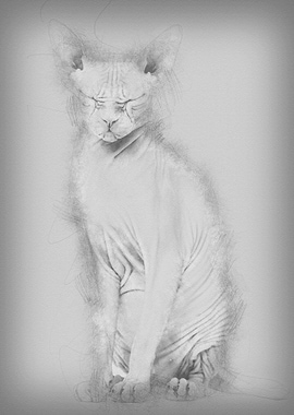 Sphynx Hairless Cat 4 year