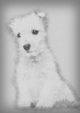 West Highland Terrier pupp