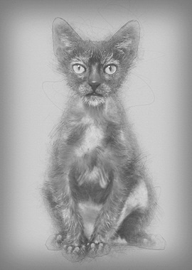 Kitten Lykoi cat 3 months