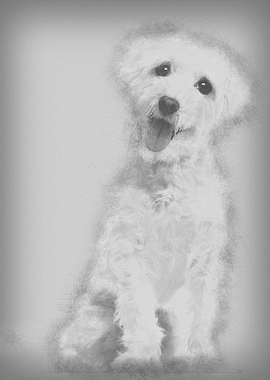 Maltese dog 3 years old si