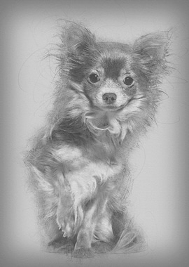 Mixed breed dog sitting ag