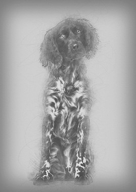 Munsterlander dog 9 month