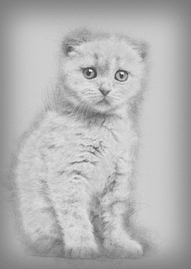 Portrait of Scottish Fold