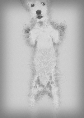 Parson Russell Terrier sta