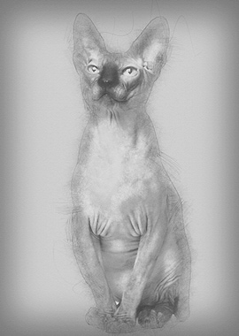 Sphynx cat 1 year old sitt