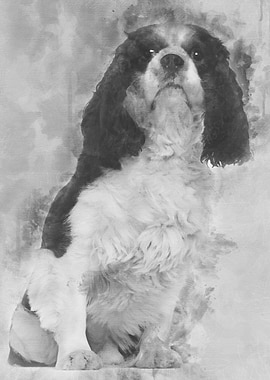 Cavalier King Charles 3 ye