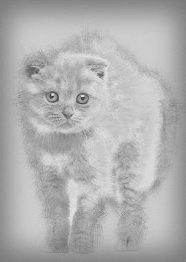 Portrait of Scottish Fold