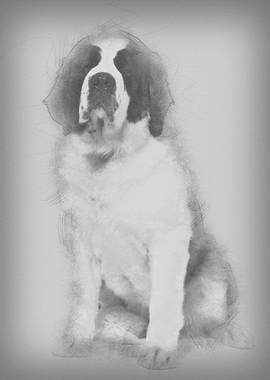 Saint Bernard 15 months ol