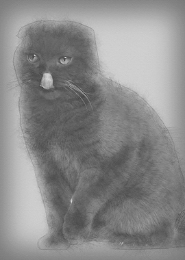 Scottish Fold cat 1 year o