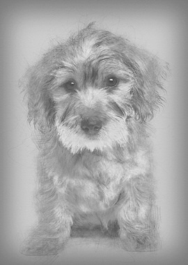 Mixedbreed dog puppy 3 mo