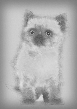 Portrait of British Shorth