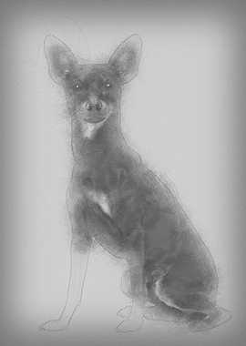 Miniature Pinscher 10 mont