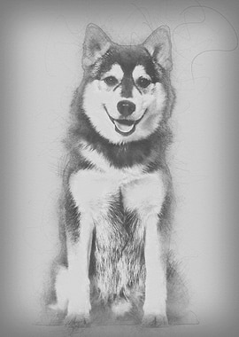 Pomsky dog sitting against