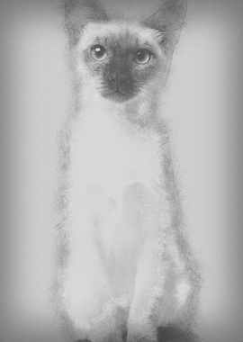 Thai kitten 5 months old s