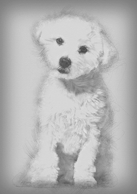 Maltese dog 11 months old