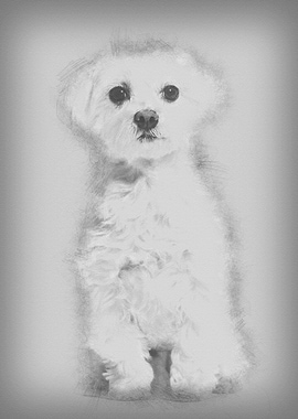 Maltese dog sitting agains