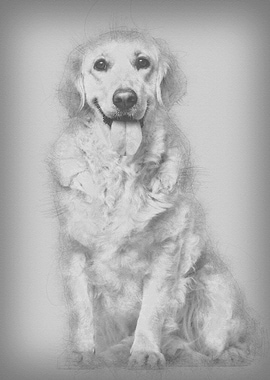 Labrador Retriever dog 1 y