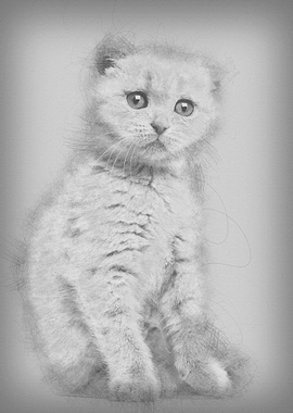 Portrait of Scottish Fold