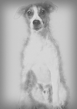 Jack Russell Terrier 4 yea