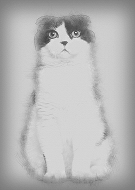 Scottish Fold 6 months old