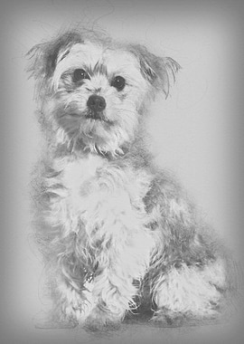 Mixedbreed dog sitting ag