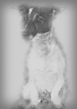 Jack Russell Terrier 1 and