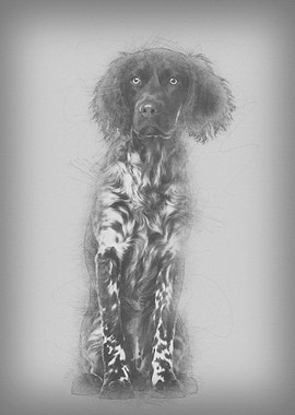 Munsterlander dog 9 month