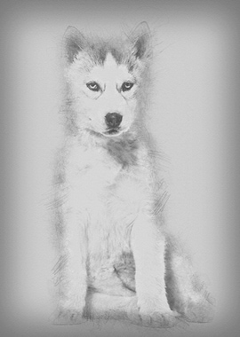 Husky dog 2 months old sit