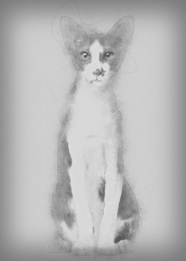 Oriental Shorthair sitting