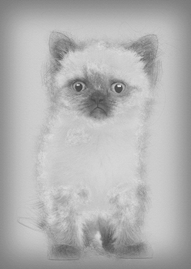 Portrait of British Shorth