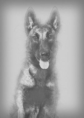 Malinois 1 year old sittin