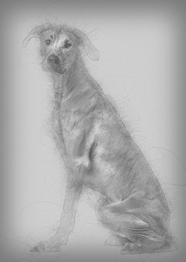 Rhodesian Ridgeback sittin