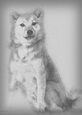 Shiba Inu 1 year old sitti