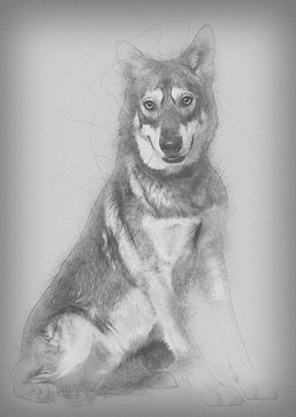 Saarlooswolfhond 18 months