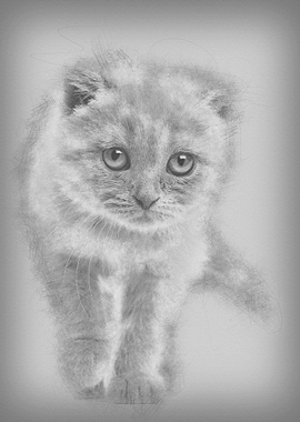 Portrait of Scottish Fold