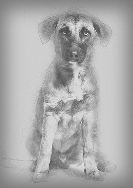 Mixedbreed dog 7 months