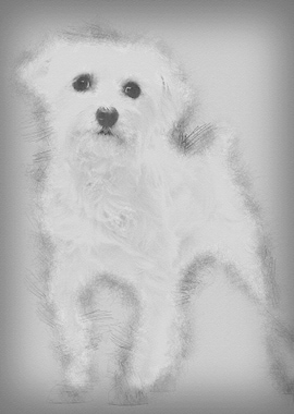 Maltese 1 year old standin