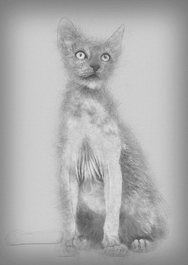 Kitten Lykoi cat 3 months