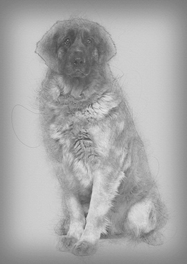 Leonberger dog 2 years old