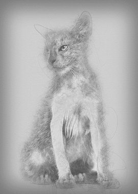 Kitten Lykoi cat 3 months