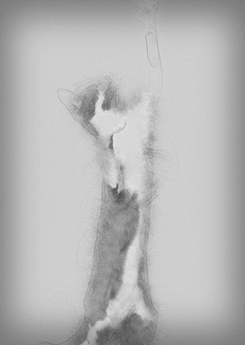 Oriental Shorthair standin