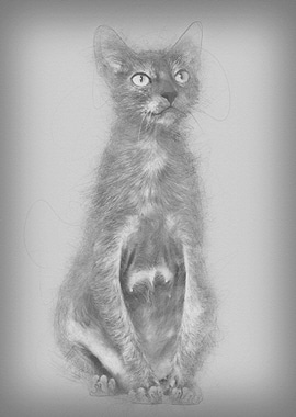 Lykoi cat also called the