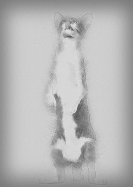 Oriental Shorthair standin