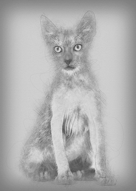 Kitten Lykoi cat 3 months