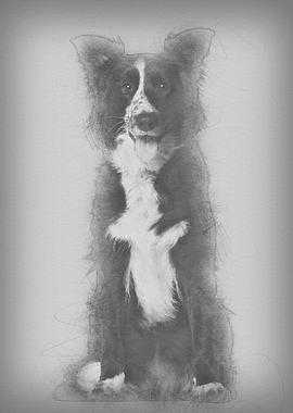 Portrait of Border Collie